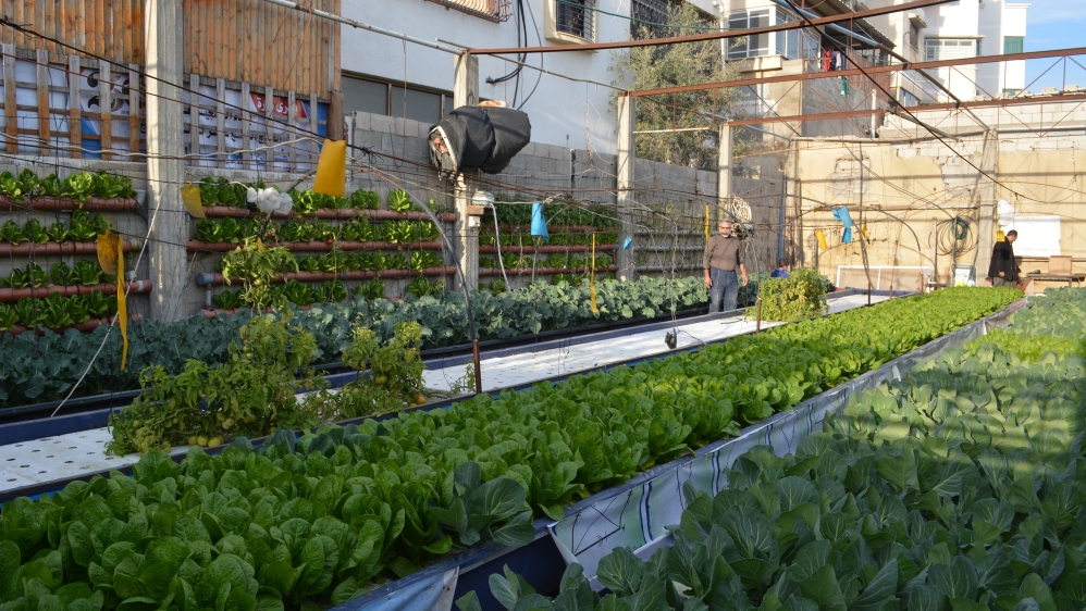 
Said Salim Abu Nasser grows herbs, lettuce and peppers with aquaponic farming [Mersiha Gadzo/Al Jazeera]
