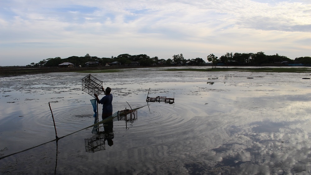 
A shrimp farmer collectis the day's catch at dusk. While the salt water makes it hard to cultivate rice, the traditional crop in the area, shrimps thrive in  it [Neha Thirani Bagri/The GroundTruth Project]
