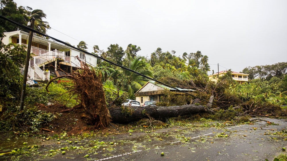 An uprooted tree covers a small house in the village of Viard - Petit Bourg, near Pointe-a-Pitre [AFP]
