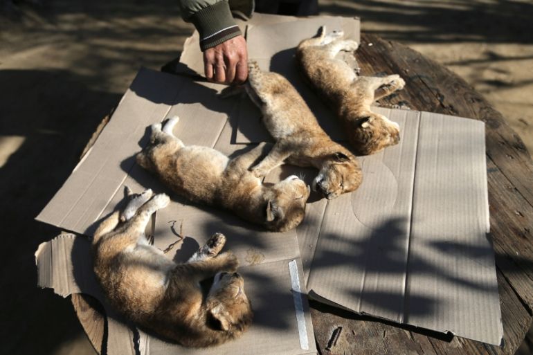 Palestinian man checks the bodies of lion cubs that died at a zoo, in the southern Gaza Strip