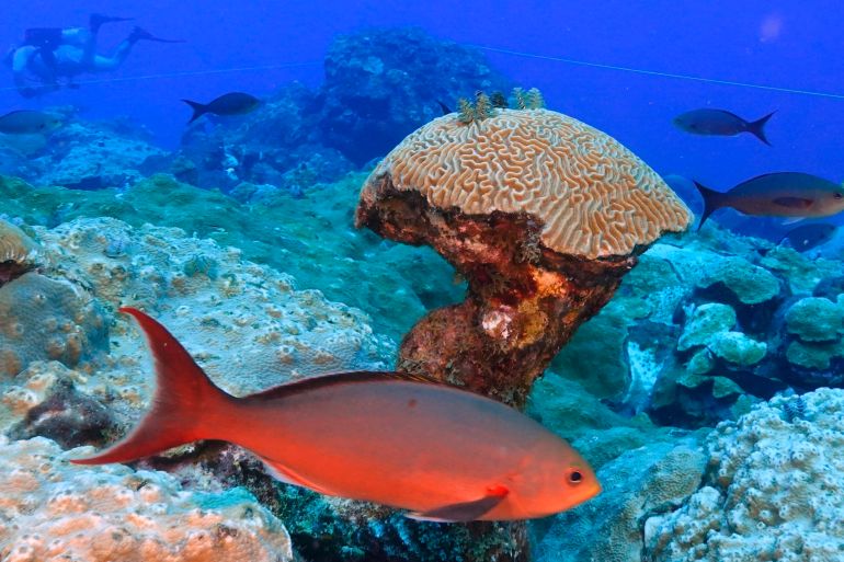 Fish swim around brain coral deep below ocean at the Flower Garden Banks National Marine Sanctuary in the Gulf of Mexico