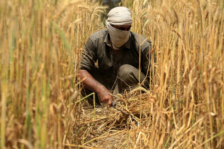 Pakistan produces nearly 28 million metric tonnes of wheat every year. [Bilawal Arbab/EPA]