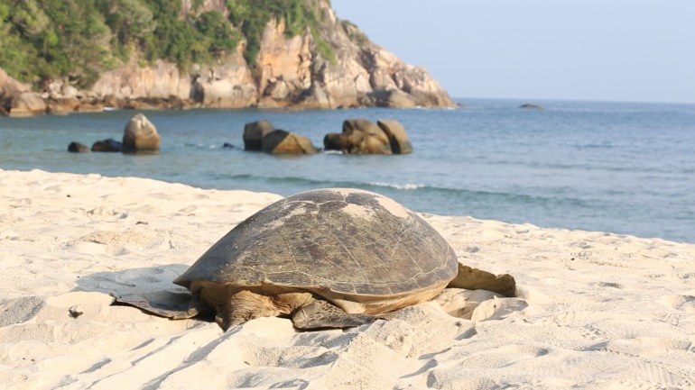 Uma tartaruga rastejando de volta ao mar depois de botar seus ovos na praia.  O mar está na frente da tartaruga.  Existem algumas pedras na água e um penhasco coberto de árvores ao fundo