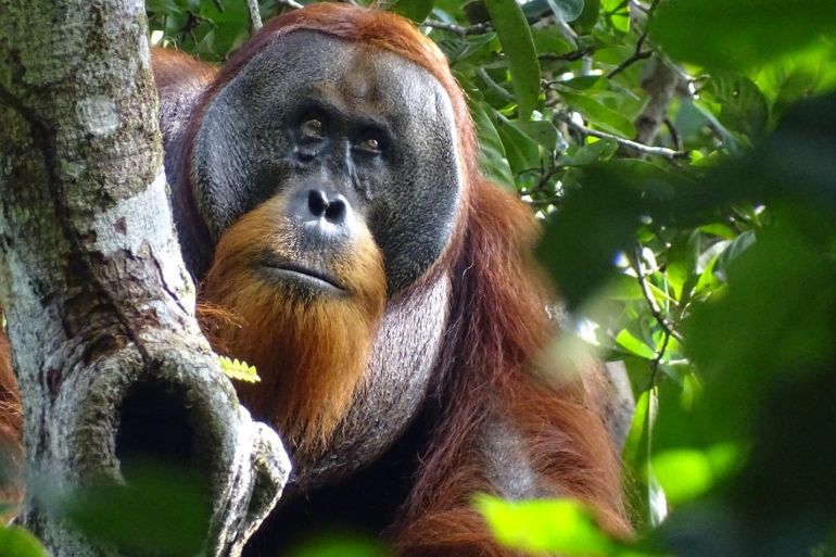 A male Sumatran orangutan named Rakus is seen two months after wound self-treatment using a medicinal plant in the Suaq Balimbing research site